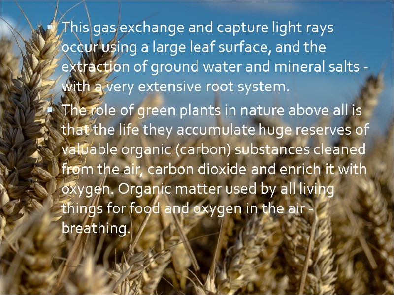 This gas exchange and capture light rays occur using a large leaf surface, and